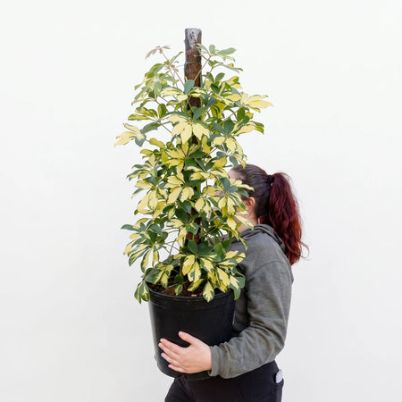 Woman holding a bushy Schefflera Arboricola Umbrella Plant with variegated green and yellow leaves in a black pot.