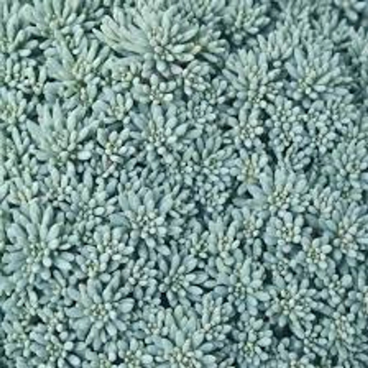 A dense cluster of Sedum Blue Carpet succulent plant, featuring intricate light blue-green leaves filling the frame.