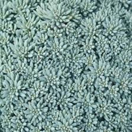 A dense cluster of Sedum Blue Carpet succulent plant, featuring intricate light blue-green leaves filling the frame.