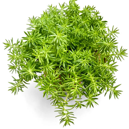 Vibrant green Sedum Lineare Variegatum succulent plant with delicate, needle-like leaves, photographed closely in a pot.