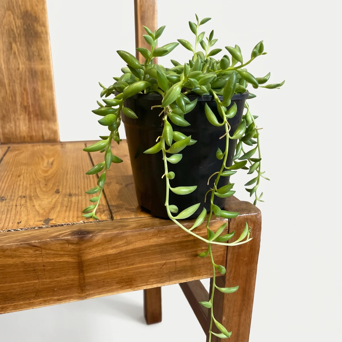 A vibrant green Senecio Radicans String of Bananas plant with trailing foliage, presented in a black pot on a wooden bench.