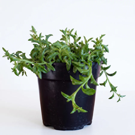 A vibrant green Senecio String of Dolphins succulent plant in a black pot, featuring its distinctive trailing dolphin-shaped