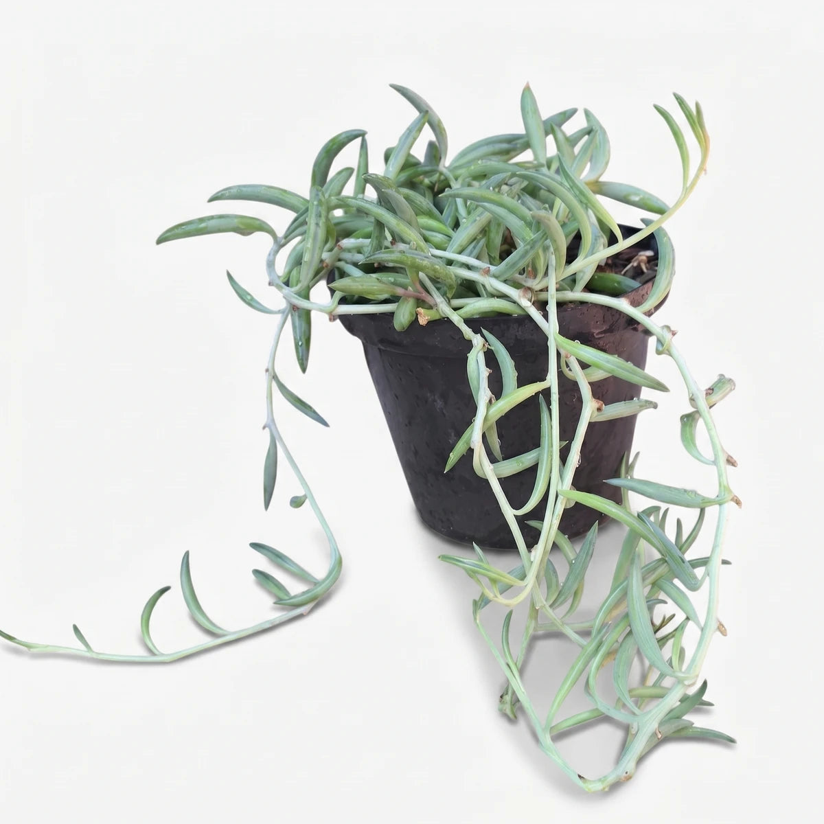 Senecio String of Fishhooks succulent plant in a black pot, featuring long trailing stems with unique green, curved leaves.