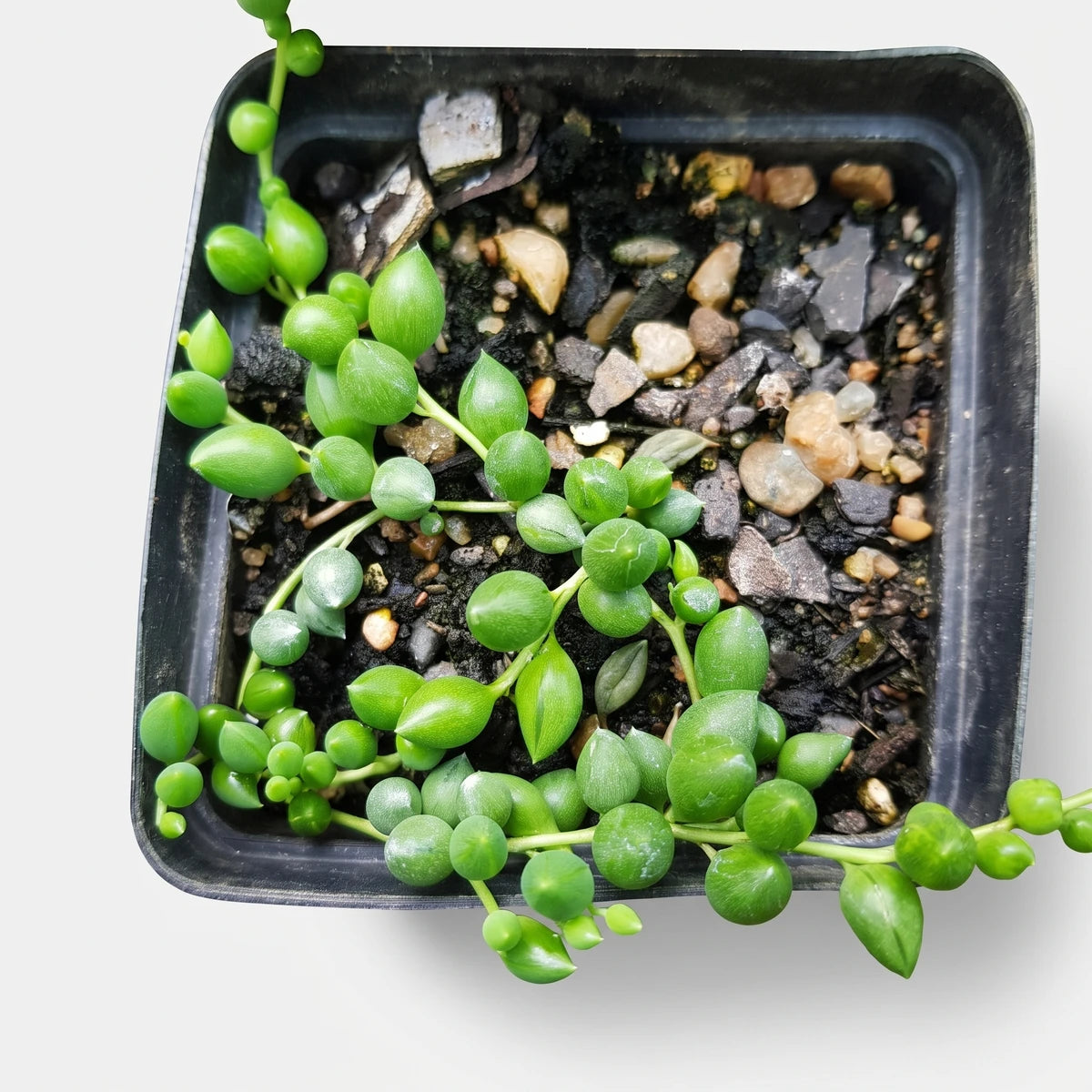 Senecio String of Teardrops succulent plant in a 12cm black pot, viewed from directly above, showcasing its vibrant green,