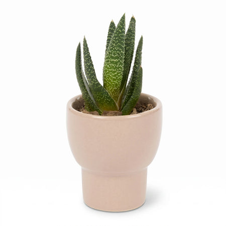 Small green succulent plant with white spots in a light pink ceramic pot, presented from a front-facing perspective.