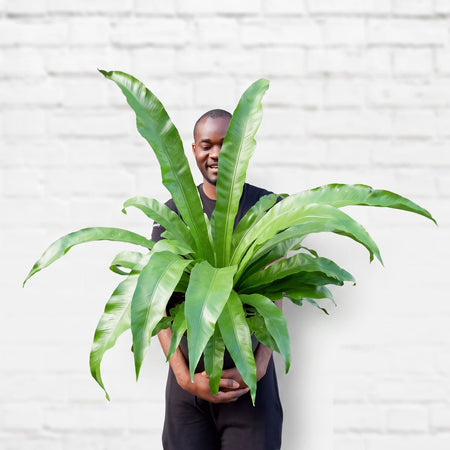 A smiling Black man holds a large, vibrant green Bird's Nest Fern plant in a black pot.