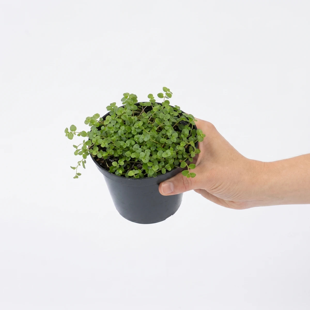 Small Soleirolia Peace in the Home plant with dense green foliage in a dark gray pot, held by a hand.