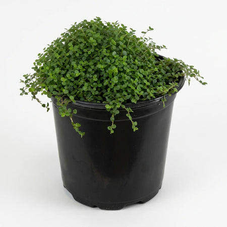 A vibrant Soleirolia Peace in the Home plant with dense green foliage spilling from a black plastic pot, pictured against a