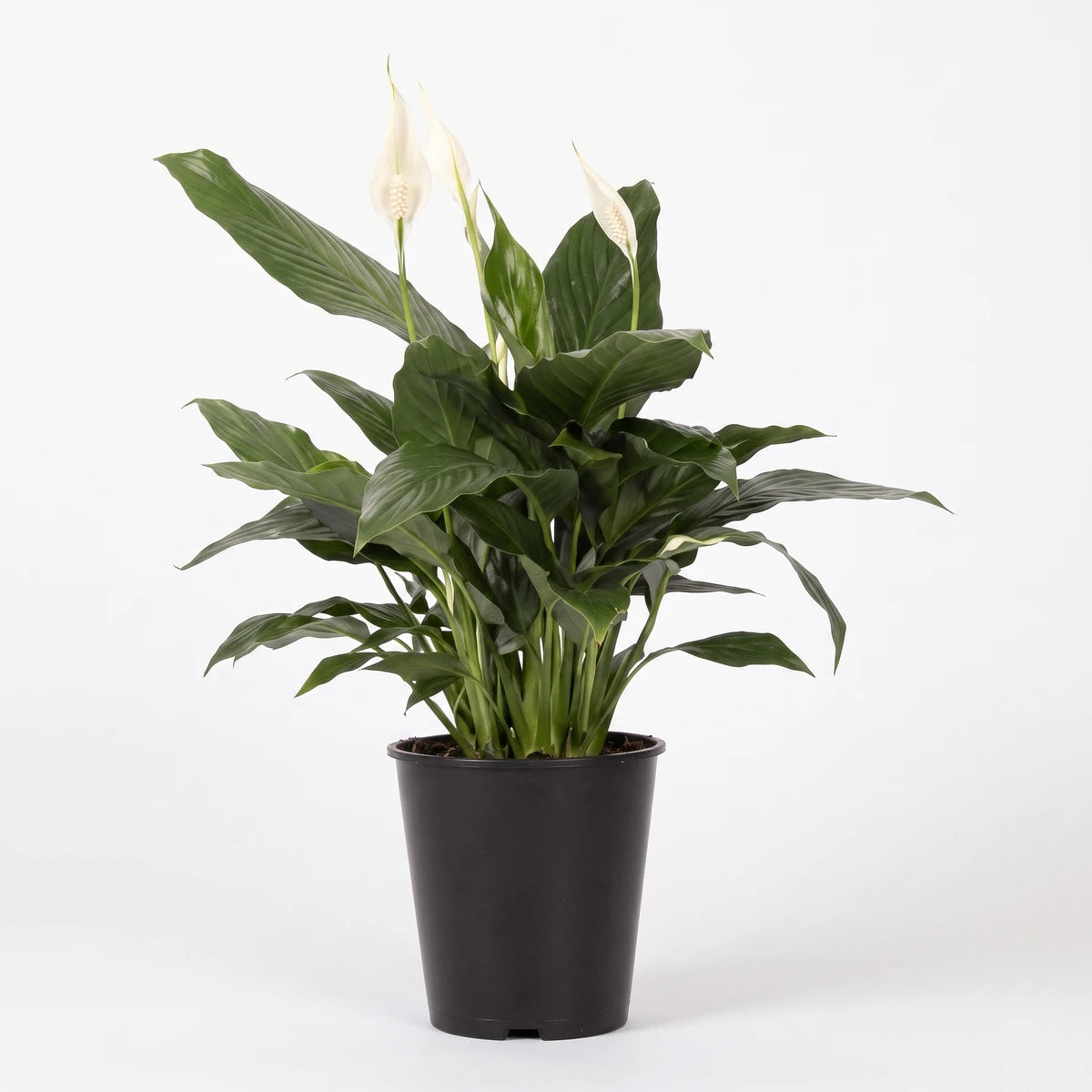 A vibrant Soleirolia Peace in the Home plant with lush green leaves and delicate white spathes, presented in a sleek black