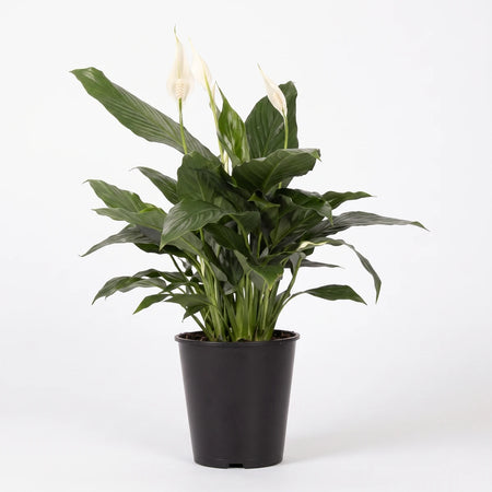 A vibrant Soleirolia Peace in the Home plant with lush green leaves and delicate white spathes, presented in a sleek black
