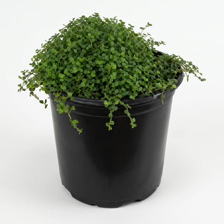 A lush green Soleirolia Soleirolii Peace Bowl plant in a black 15cm pot, ideal for indoor display.