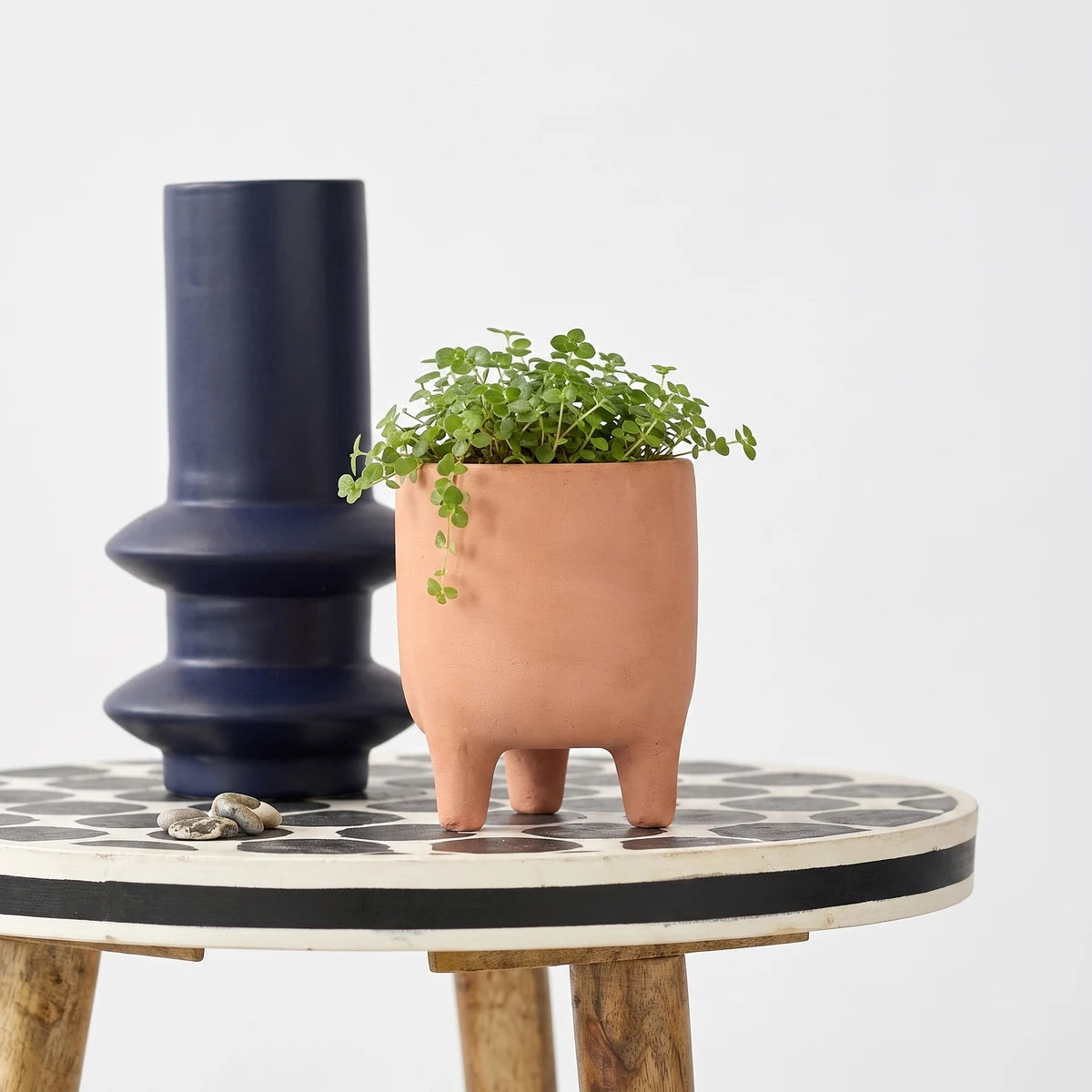 Soleirolii Peace in the Home plant in a terracotta-colored pot with a dark blue ridged vase on a white patterned table.