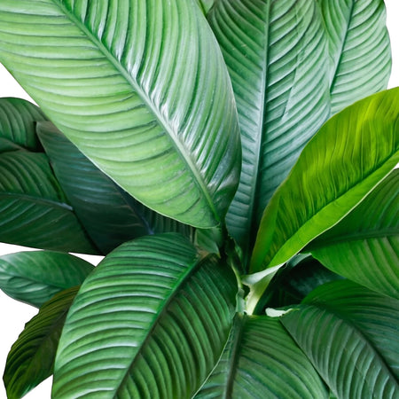 Close-up of a healthy Spathiphyllum Peace Lily plant, showcasing its large, vibrant green, ribbed leaves.