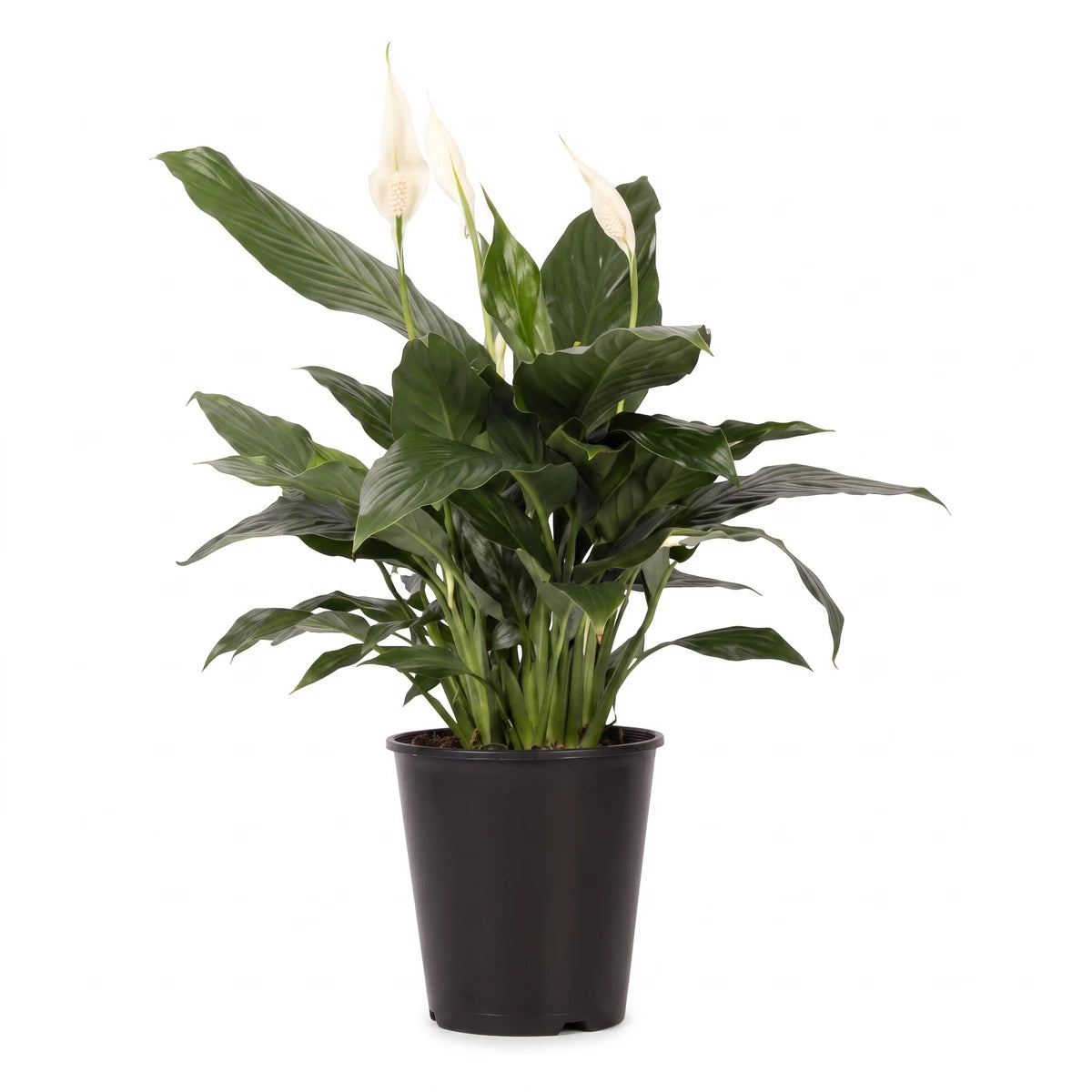 A vibrant Spathiphyllum Peace Lily plant with lush green leaves and elegant white flowers, displayed in a black pot.