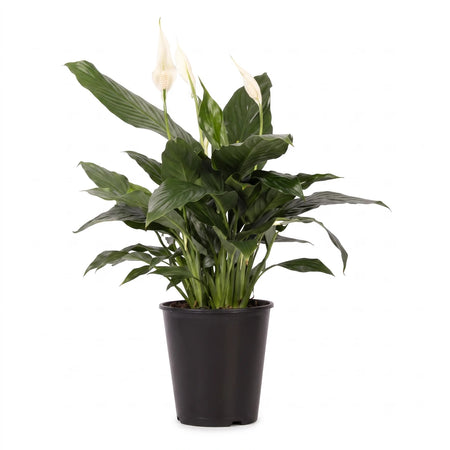 A vibrant Spathiphyllum Peace Lily plant with lush green leaves and elegant white flowers, displayed in a black pot.