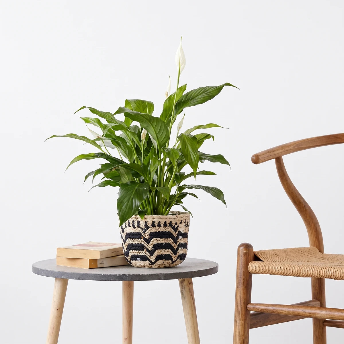 Spathiphyllum Peace Lily plant with white flowers in a decorative black and natural zigzag woven basket.