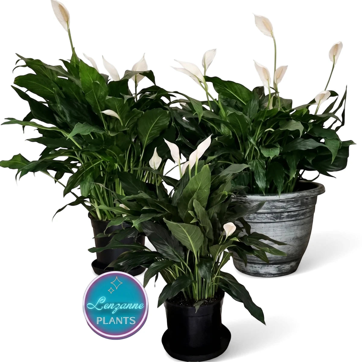 Three lush Spathiphyllum Peace Lily plants with dark green leaves and white spathes in decorative pots.