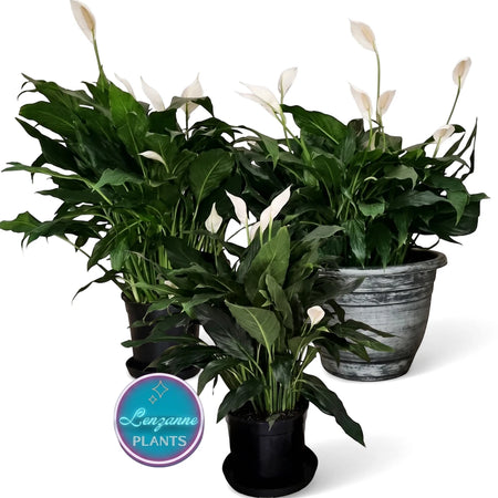 Three lush Spathiphyllum Peace Lily plants with dark green leaves and white spathes in decorative pots.