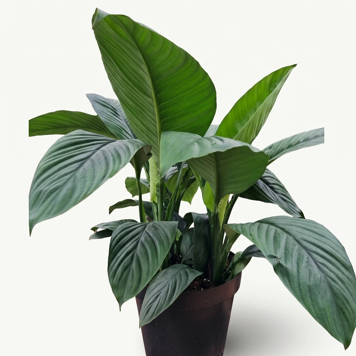 A potted Spathiphyllum Sensation Peace Lily plant with large, lush green leaves.