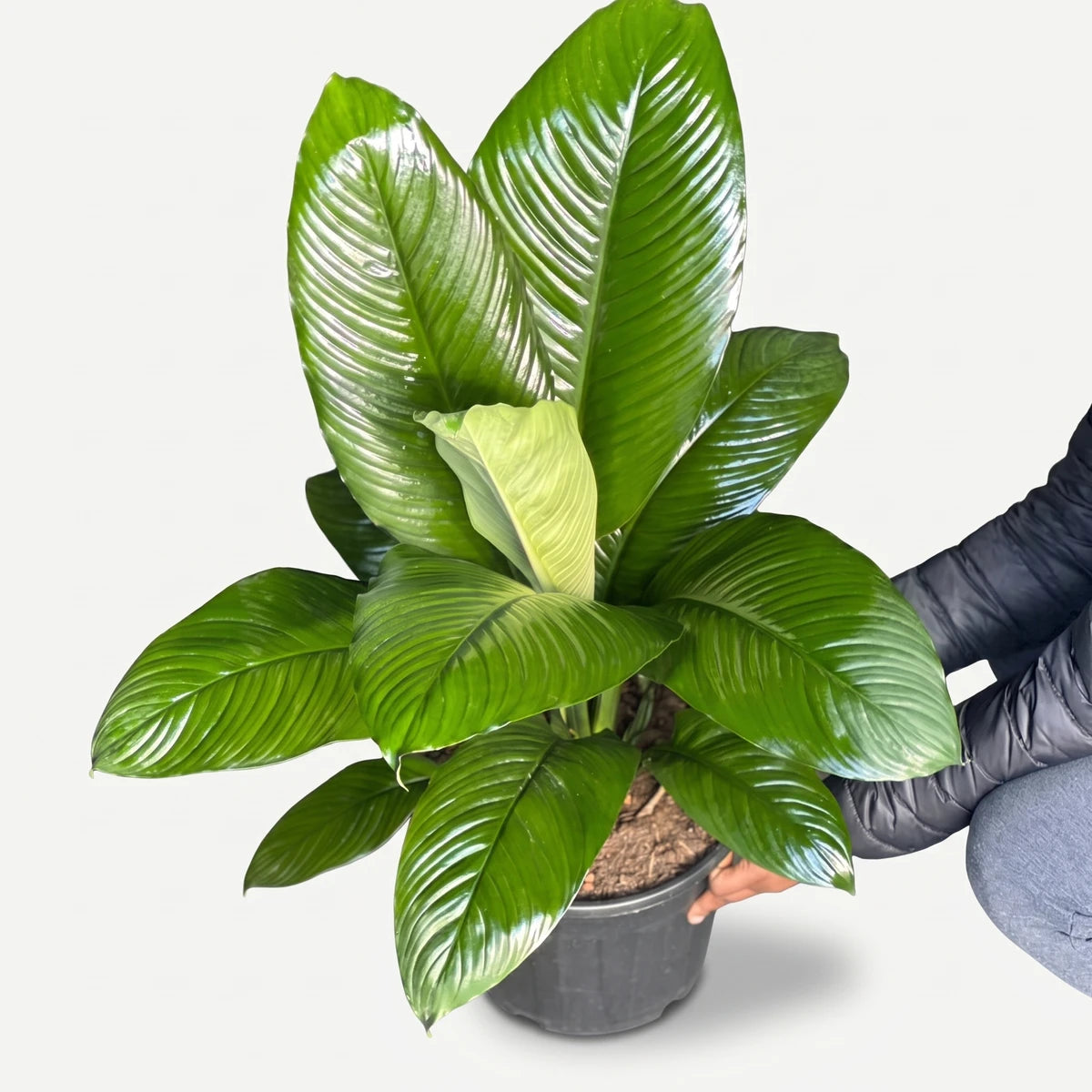 Spathiphyllum Sensation single plant with glossy green ribbed leaves in a black pot, held by hands.