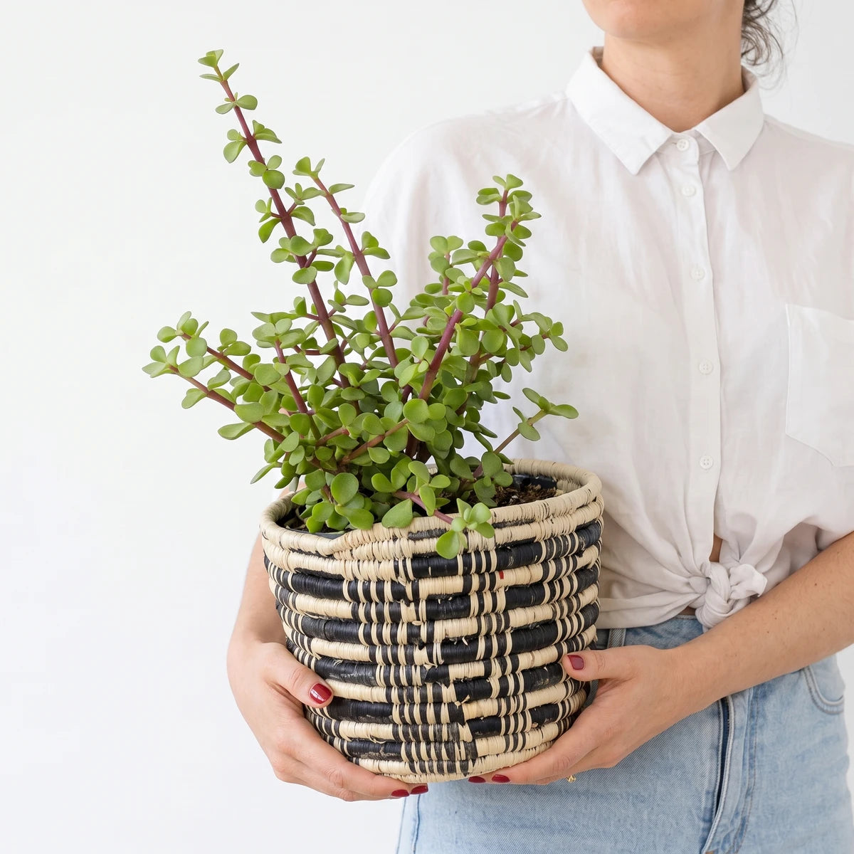 A person holds a Spekboom plant in a black and natural woven high back pot cover, 14cm size, against a white wall.