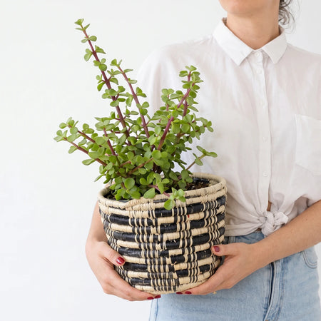 A person holds a Spekboom plant in a black and natural woven high back pot cover, 14cm size, against a white wall.