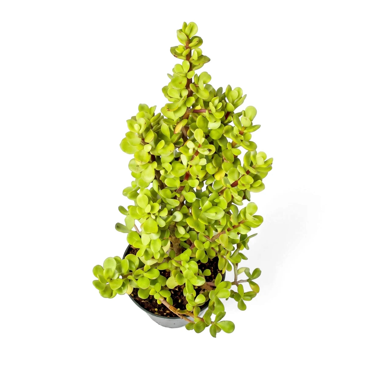 Vibrant green Spekboom succulent plant in a round dark woven basket, viewed from an overhead angle.