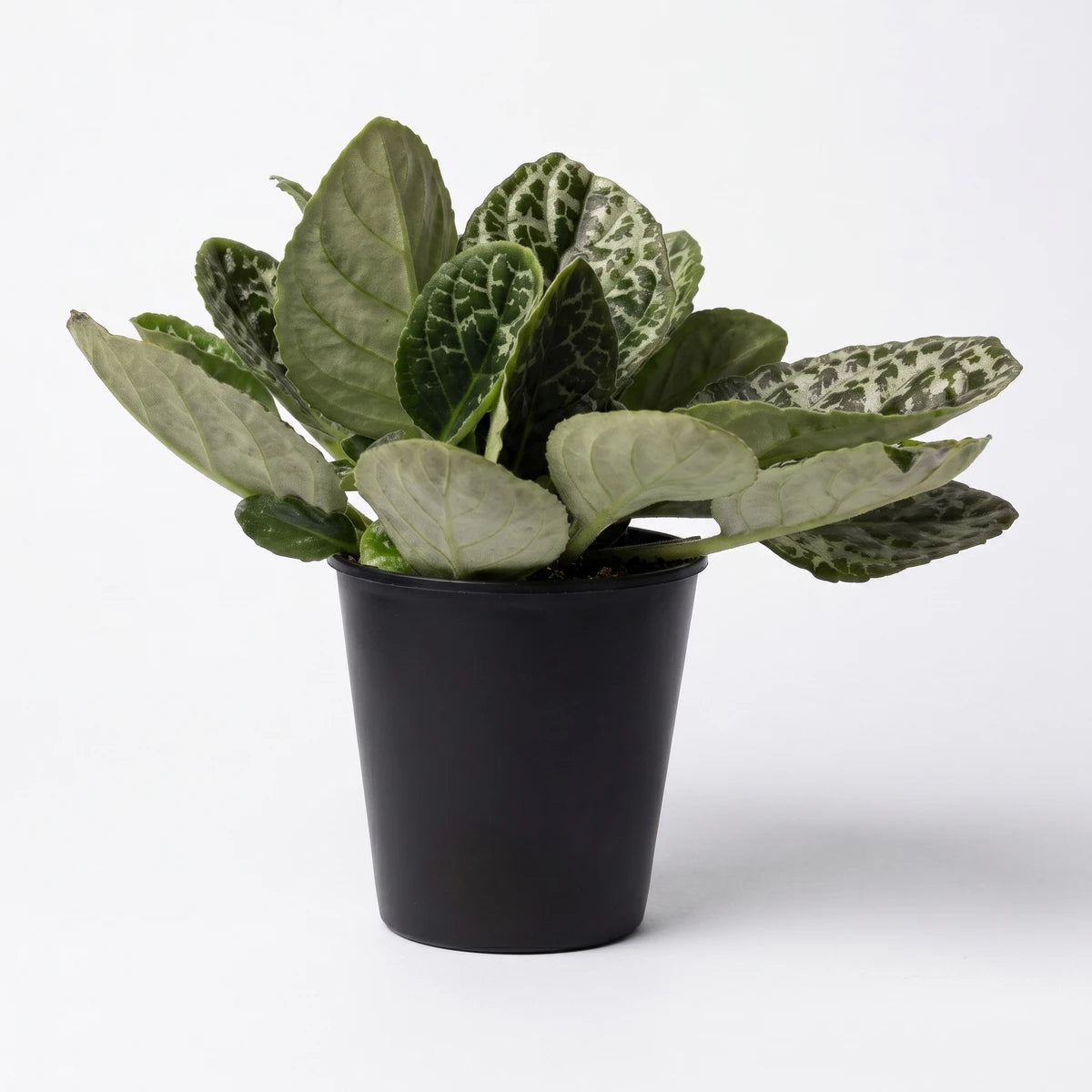 Streptocarpus Turtle plant in a dark pot with vibrant green patterned leaves, ready for display. Front view.