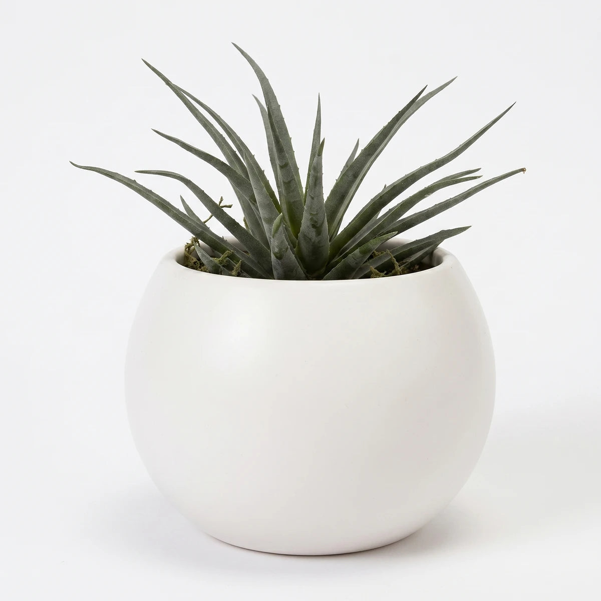 Green succulent plant in a small white spherical Milan ceramic pot, perfect for home or office decor.