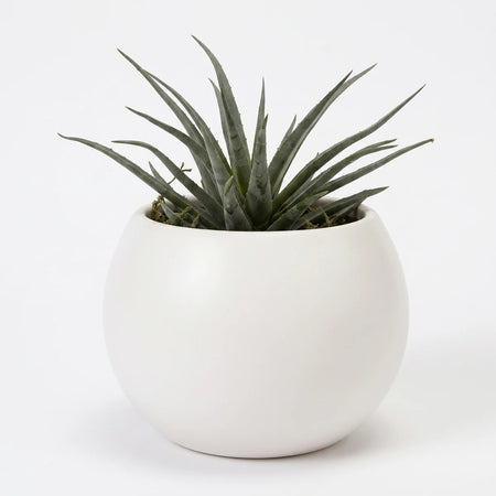 Green succulent plant in a small white spherical Milan ceramic pot, perfect for home or office decor.