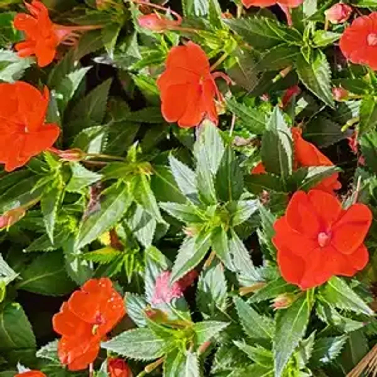Vibrant orange Sunpatiens Compact Electric Orange flowers with lush green foliage, filling the frame in a dense cluster.