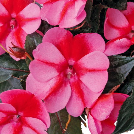 Close-up of vibrant Sunpatiens Compact Red Candy flowers, showcasing bright pink petals with deep red centers and dark green