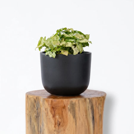 Syngonium Arrowhead Vine plant with green and white variegated leaves in a matte black ceramic pot on a wooden pedestal.