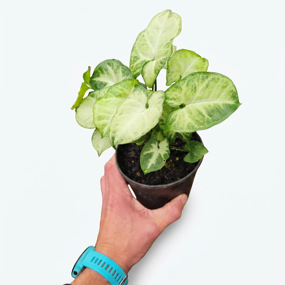 Syngonium Pixie Arrowhead Vine with variegated green and white leaves in a black pot, held by a hand with a blue watch.