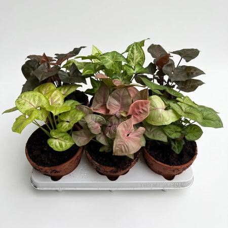 Three Syngonium Podophyllum Arrowhead plants with green, pink, and dark leaves in terracotta pots on a white tray.