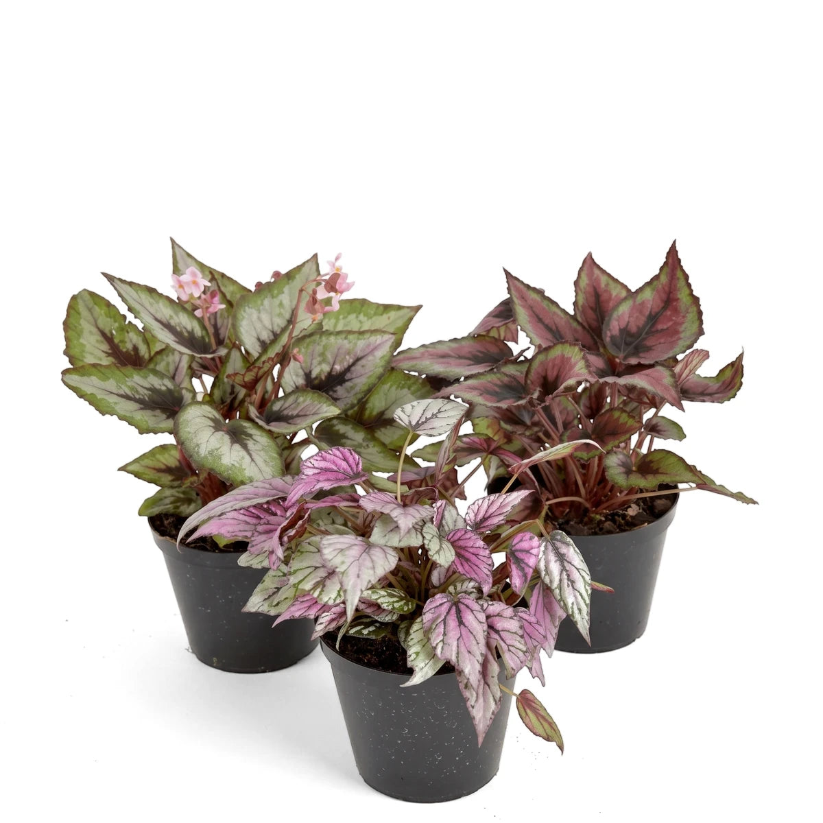 Three potted Begonia Rex plants showcasing green, silver, pink, and red variegated foliage in black pots.