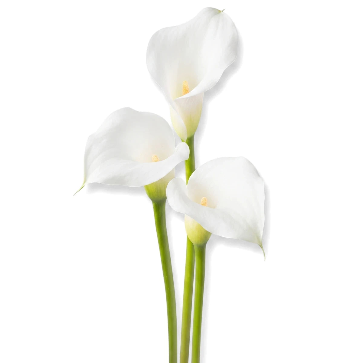Three elegant white Zantedeschia Calla Lilies with green stems, arranged vertically on a plain background.