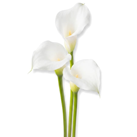 Three elegant white Zantedeschia Calla Lilies with green stems, arranged vertically on a plain background.