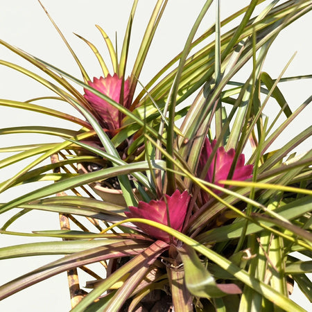Vibrant Tillandsia Cyanea Pink Quill plants with lush green foliage, showcasing their unique pink blooms in decorative pot