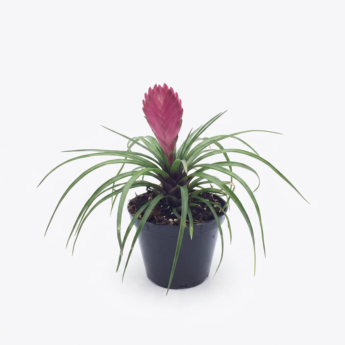 A vibrant Tillandsia Cyanea Pink Quill plant with green leaves and a striking pink flower spike, displayed in a simple black