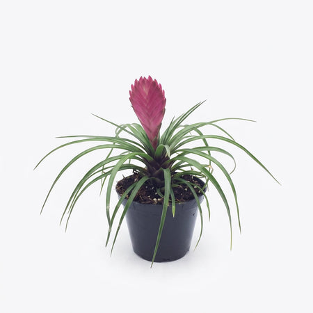 A vibrant Tillandsia Cyanea Pink Quill plant with green leaves and a striking pink flower spike, displayed in a simple black