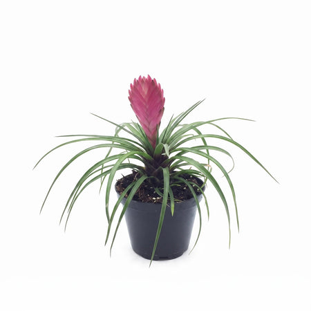 Tillandsia Cyanea Pink Quill air plant with slender green leaves and a vibrant pink quill flower, presented in a small black