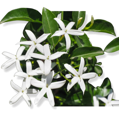 Close-up of white Trachelospermum Jasminoides Star Jasmine flowers with vibrant green leaves blooming in natural daylight.