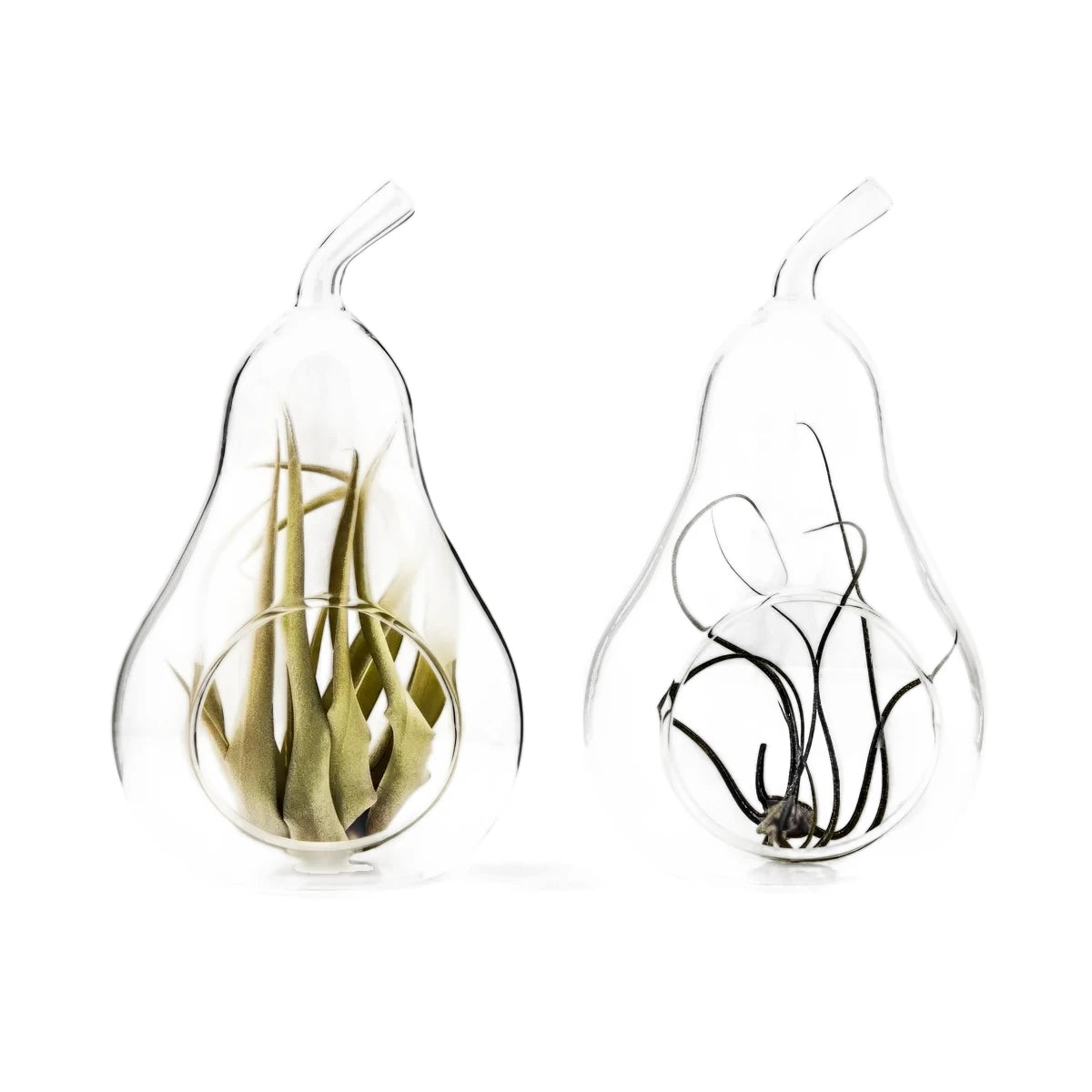 Two pear-shaped clear glass terrariums, each containing a tillandsia air plant, displayed on a white background.