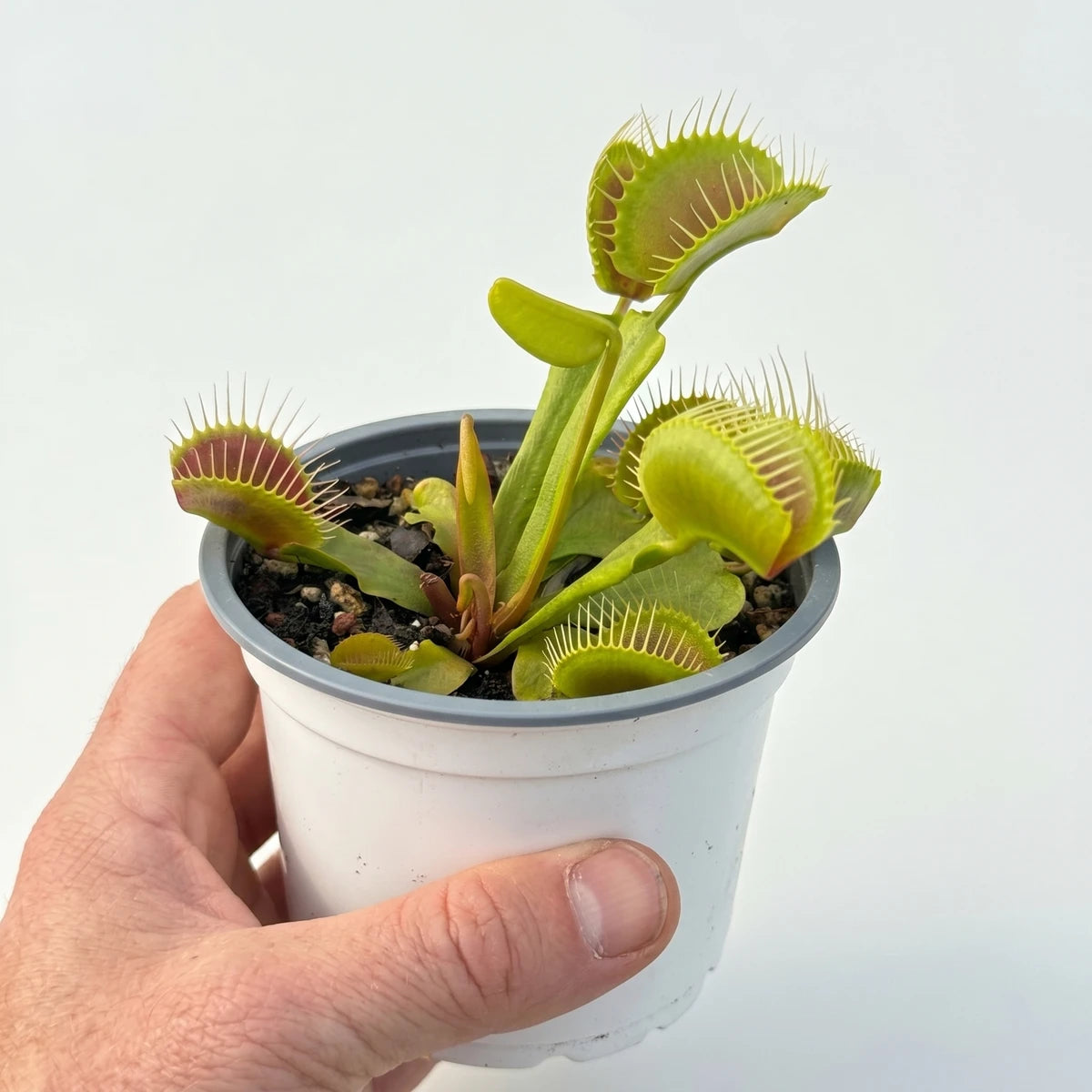 A Venus Fly Trap plant in a white pot, held by a hand, showing its green and red carnivorous traps.