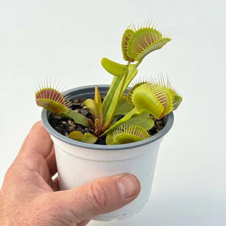 A Venus Fly Trap plant in a white pot, held by a hand, showing its green and red carnivorous traps.
