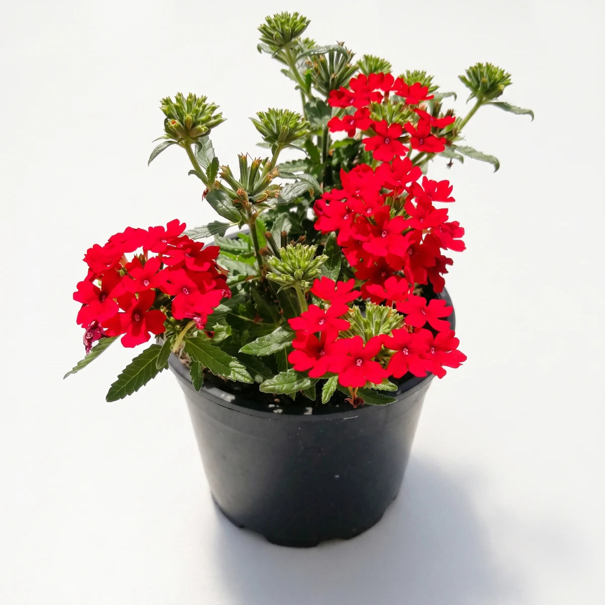 Potted Verbena Superbena Burgundy plant featuring vibrant red flowers and green foliage, ideal for gardens or patios.