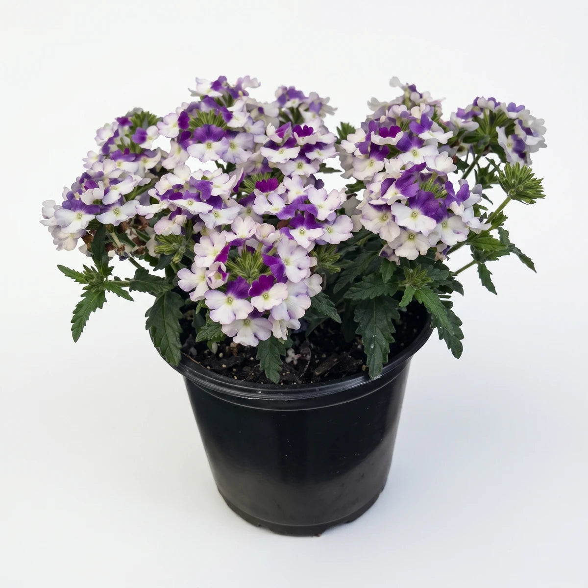 Potted Verbena Vepita Carmine plant featuring vibrant white and purple flowers in a simple black container, studio shot.