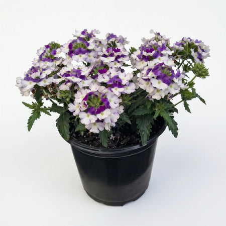 Potted Verbena Vepita Carmine plant featuring vibrant white and purple flowers in a simple black container, studio shot.