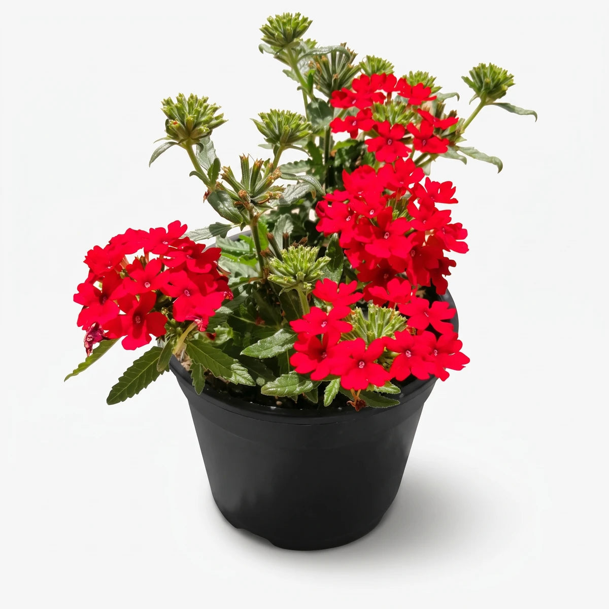 A vibrant Verbena Vepita Dark Red potted plant showcasing clusters of bright red flowers and lush green foliage, ready for